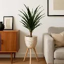 يوكا صغير.webp