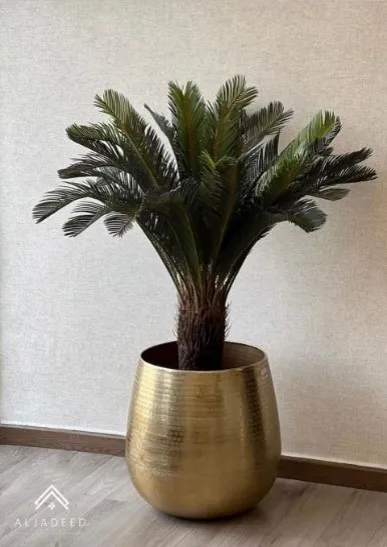 Image12897.webp