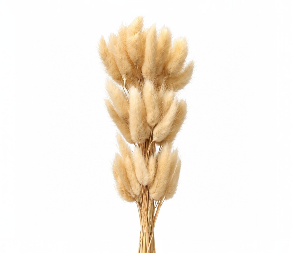 608ebc2c-d1f7-4ff0-b477-5586cf9c5f64-resized-resized.png