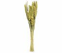 4a274039-20a0-4ba5-98cd-912ea4e1f839.png