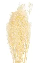 Imagg5df5g468fdh46dfg4dgfe.webp