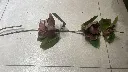 Imafsdfdsffsdfds5658645dge.webp