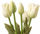 Creamy White Tulip Bouquet on White.png
