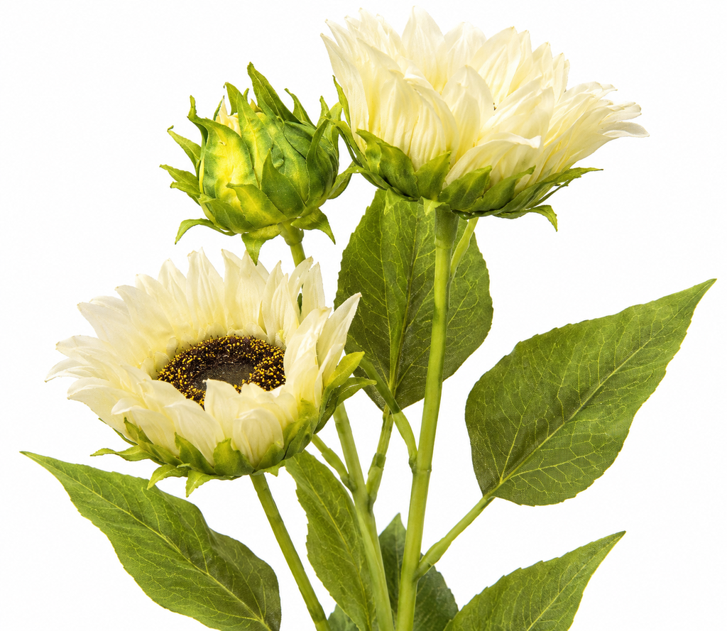 Creamy White Sunflower Spray on White.png