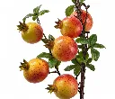 Pomegranate Branch Still Life-resized-resized.webp