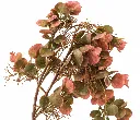 Faux Eucalyptus Cascade in Autumn Tones.webp