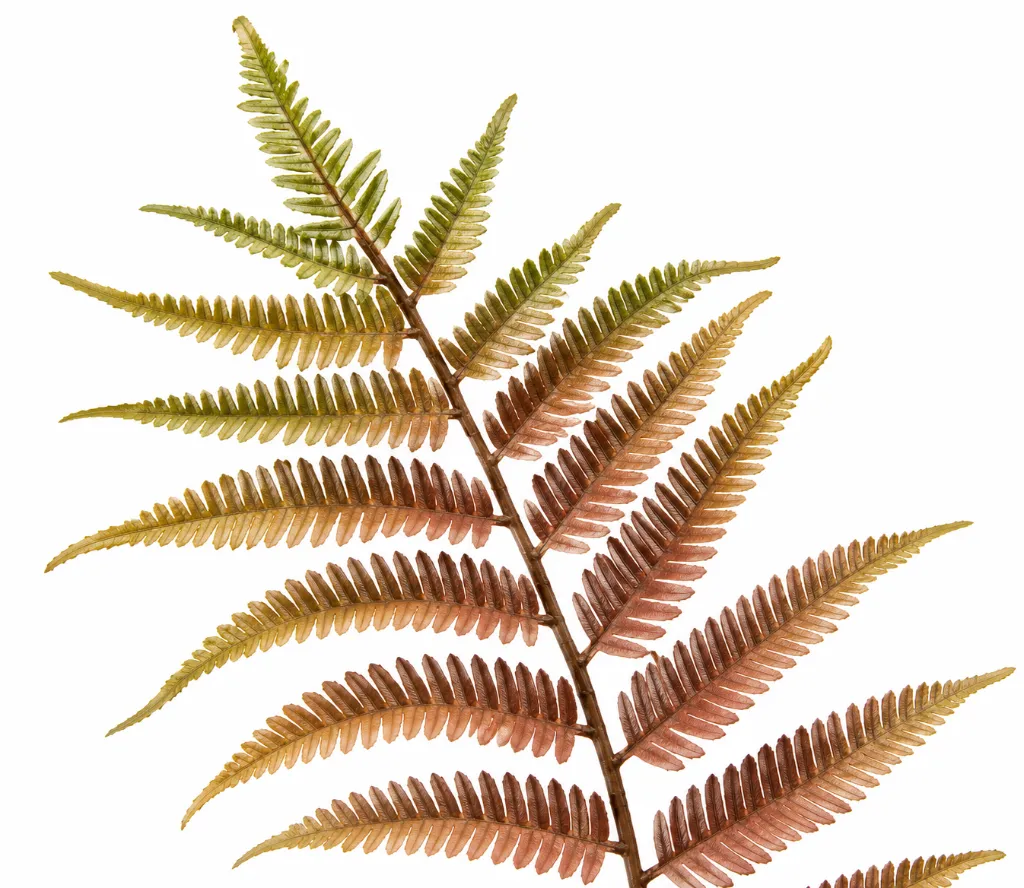 Autumnal Fern Spray on White.webp