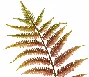 Autumnal Fern Spray on White.webp