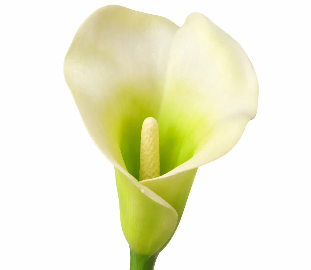Elegant Ivory Calla Lily Close-Up.webp