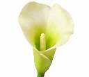 Elegant Ivory Calla Lily Close-Up.webp