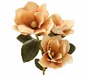 Artificial Magnolia Spray on White.webp