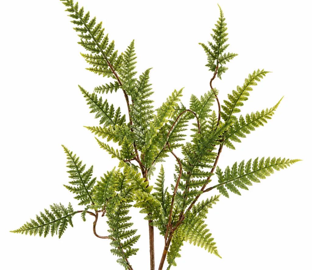 Detailed Fern Foliage on White.webp