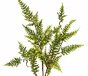 Detailed Fern Foliage on White.webp