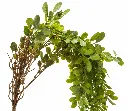 Cascading Artificial Greenery Branch.webp