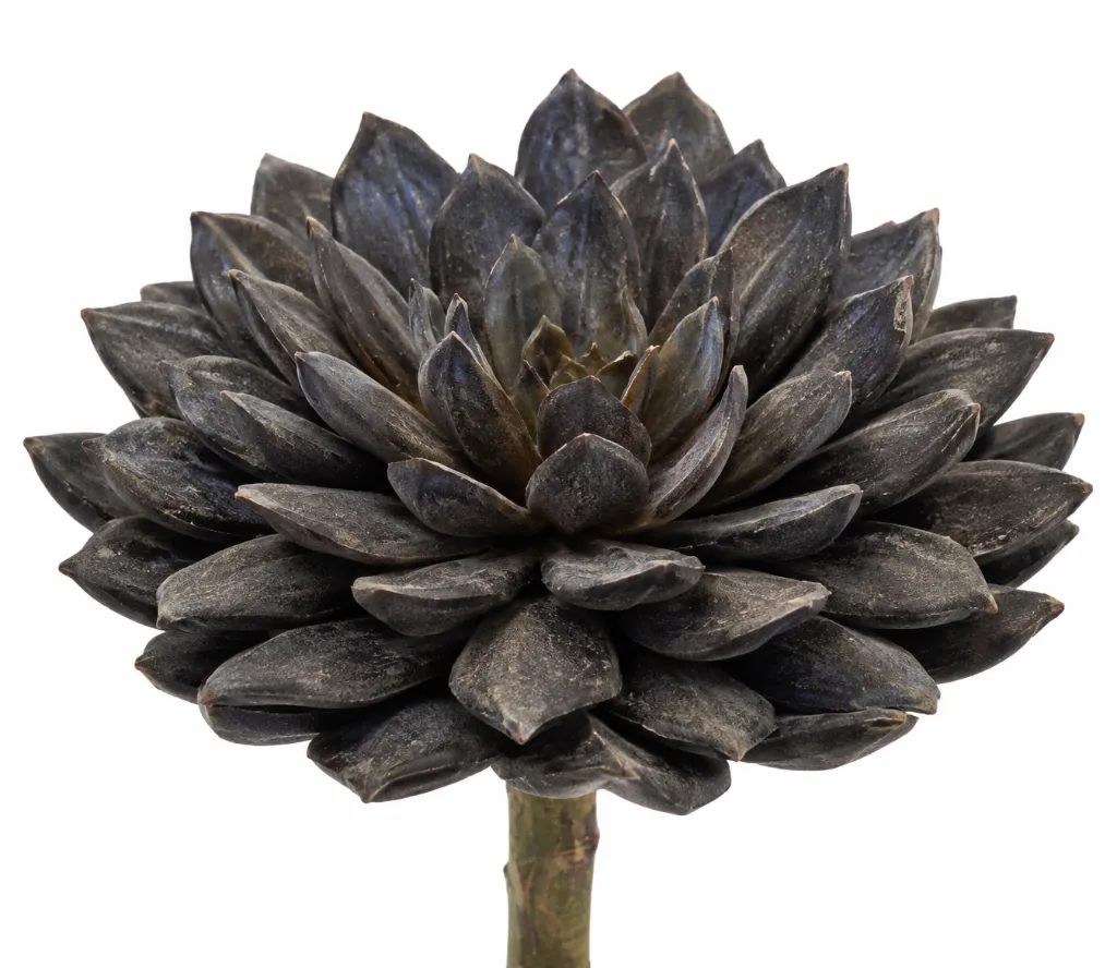 Charcoal Rosette Succulent on White.webp
