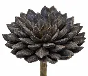 Charcoal Rosette Succulent on White.webp