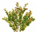 Eucalyptus Berry Foliage Bouquet-resized-resized.webp