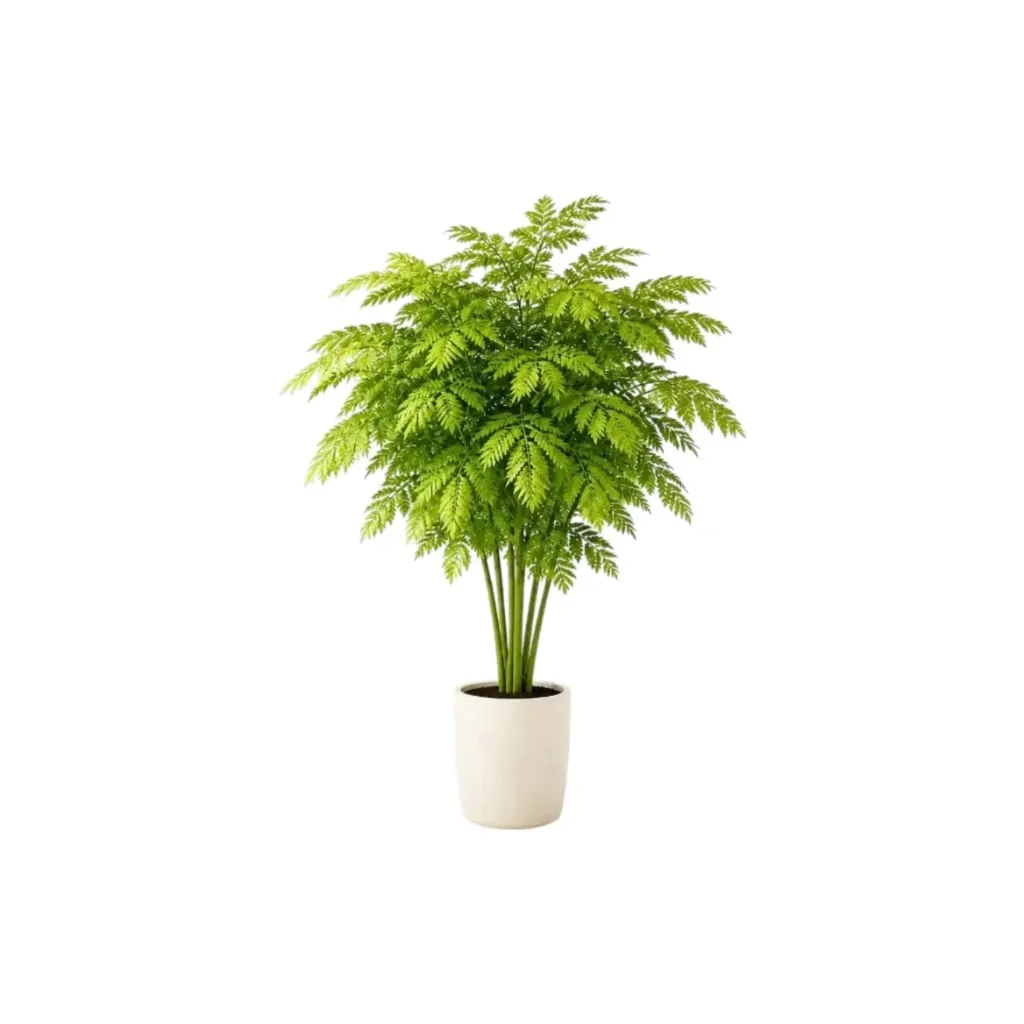 [B15_14شجرة] شجرة طلح