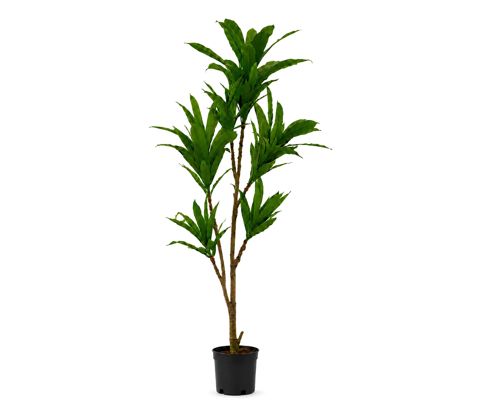 شجرة دراسينا اصطناعية