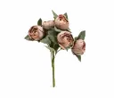 Velvet Peony