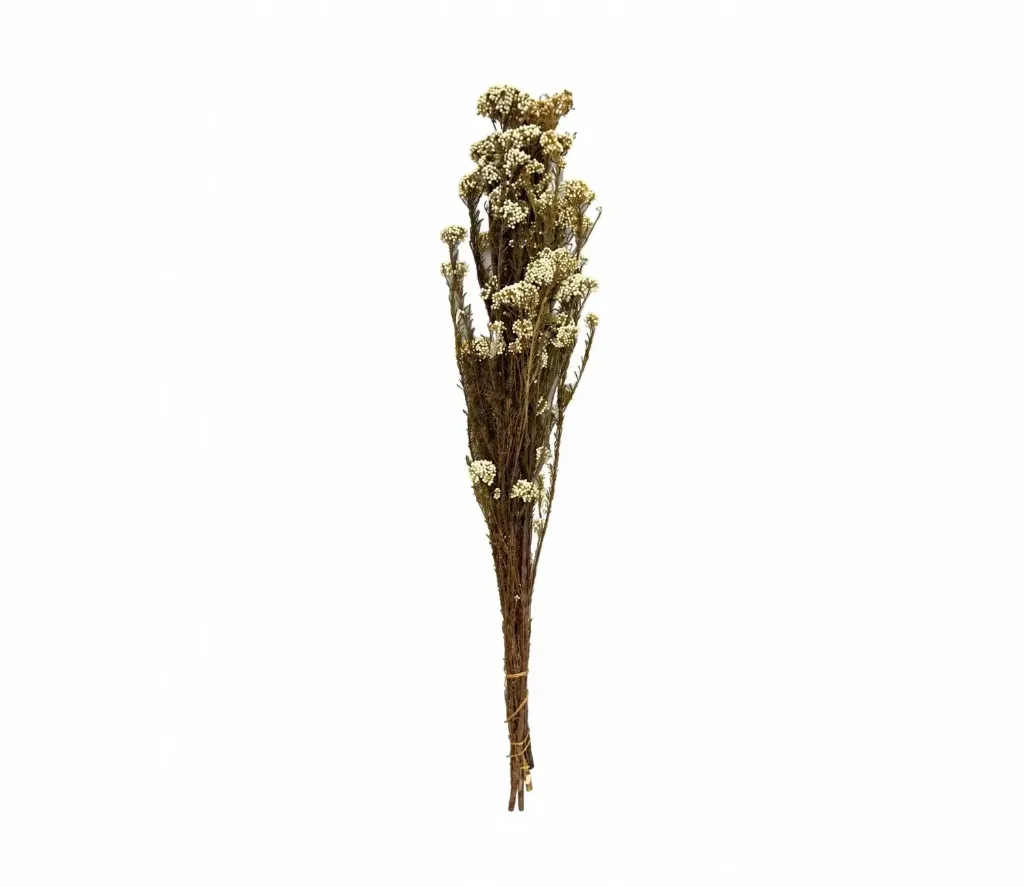 [عروق جيبسوفيلا مجفف لون بيج NR0045-W] ورد جيبسوفيلا مجفف  (Beige)