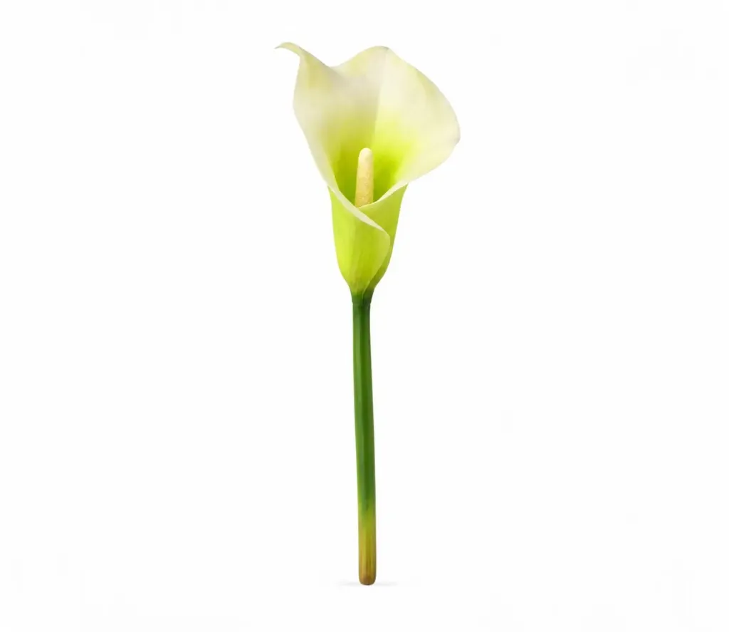 Calla lily