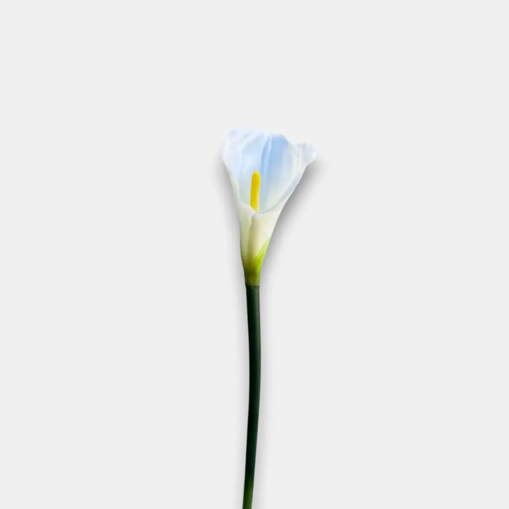 Calla lily