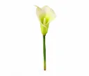 Calla lily
