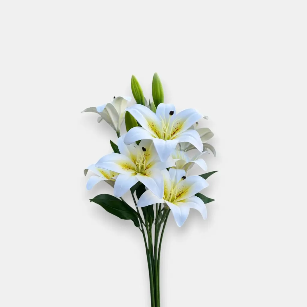 Lilium rose