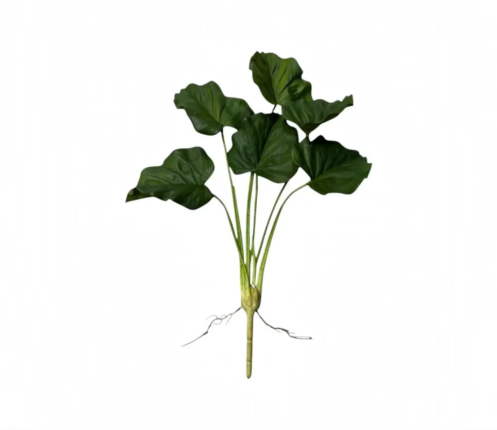 [ورق الكالا] Calla leaf