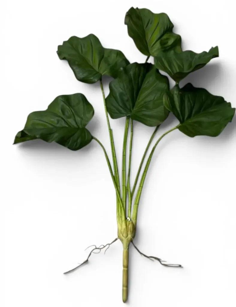 Calla leaf