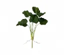 Calla leaf
