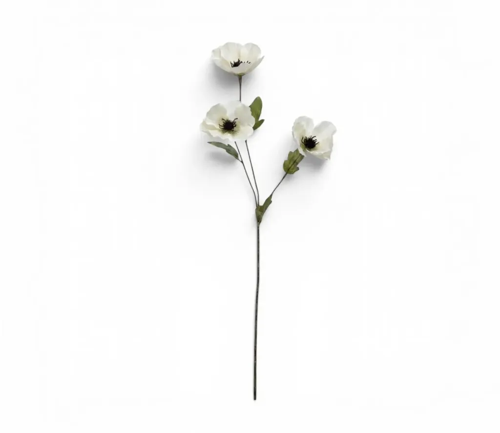 عرق زهرة الاقحوان (White)