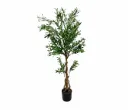 Medium Olive Tree
