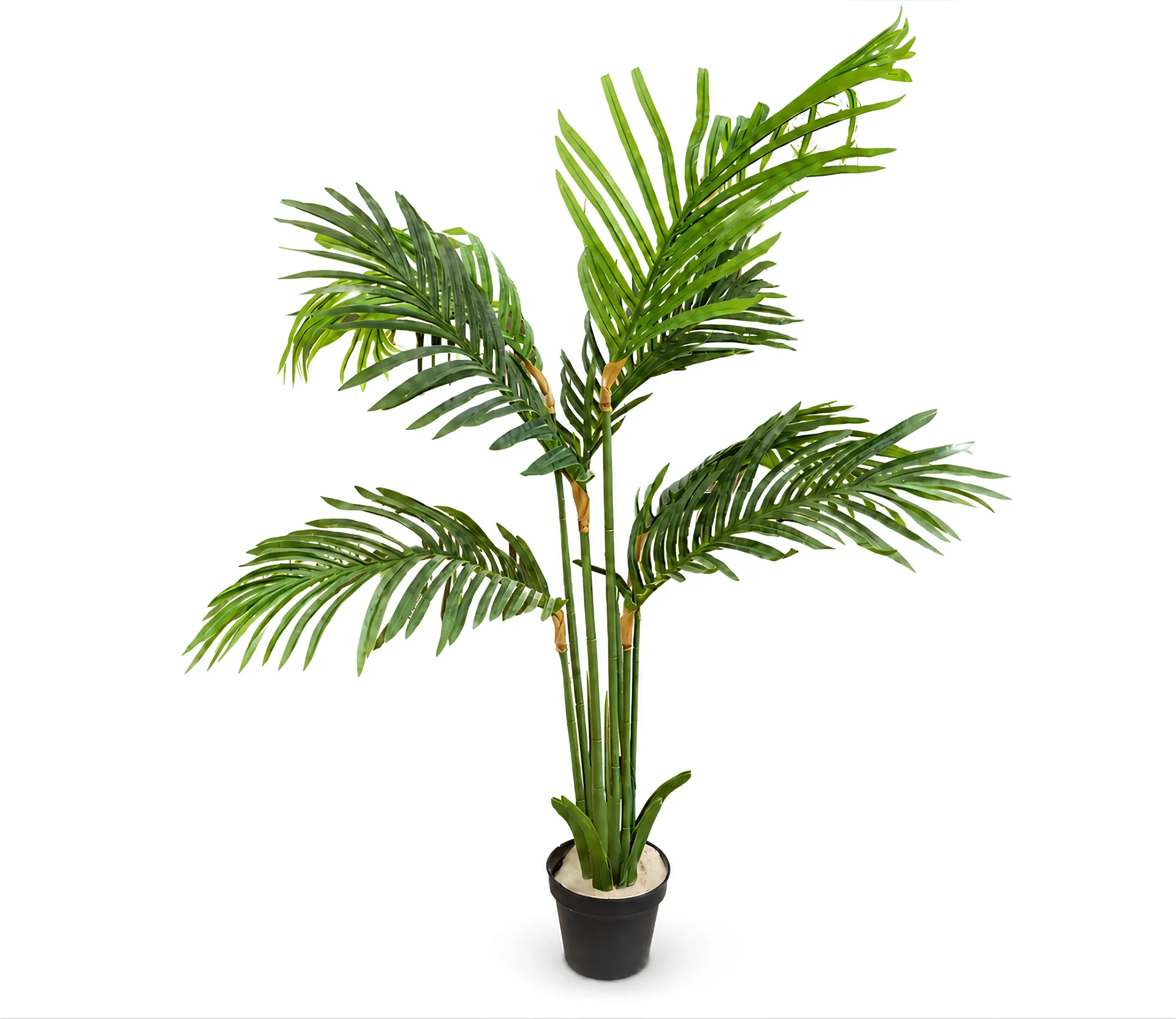 Erica tree
