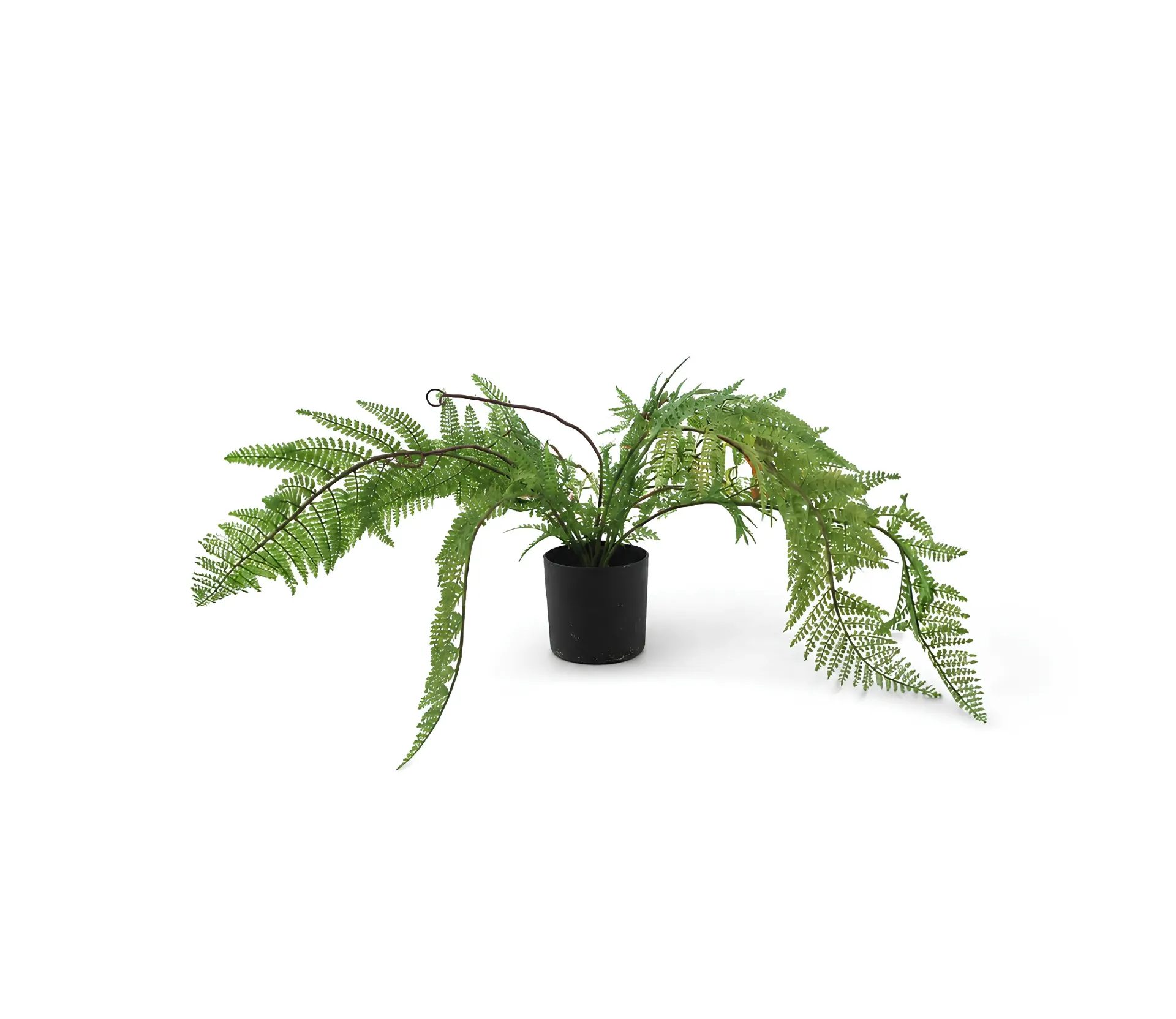  Fern tree