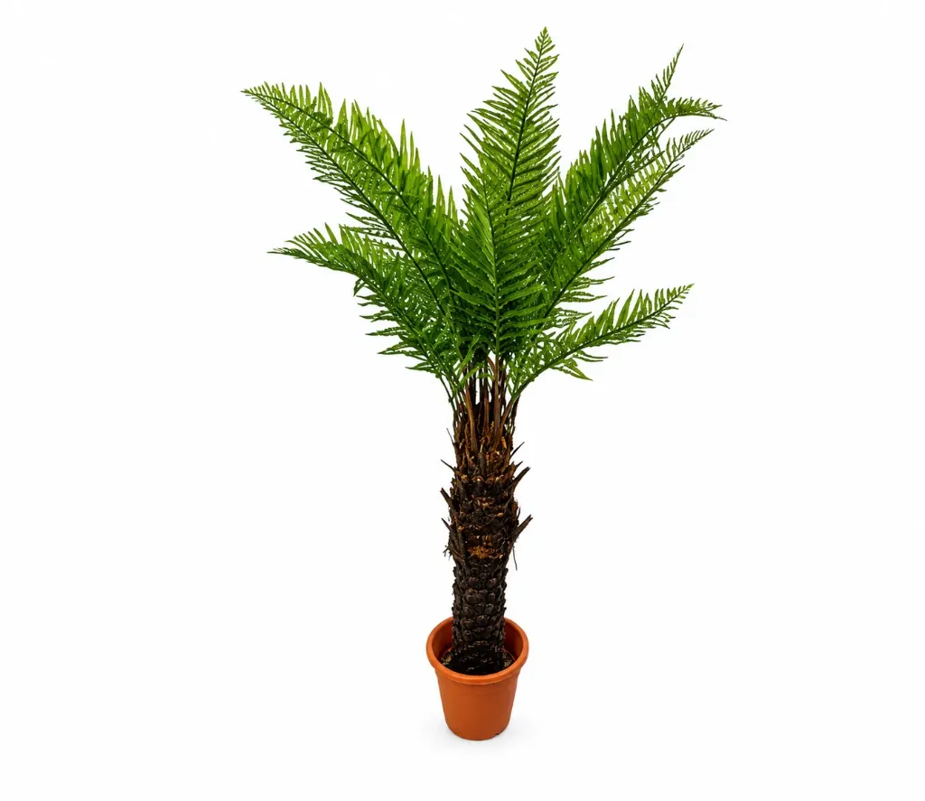شجرة نخيل السرخس 
