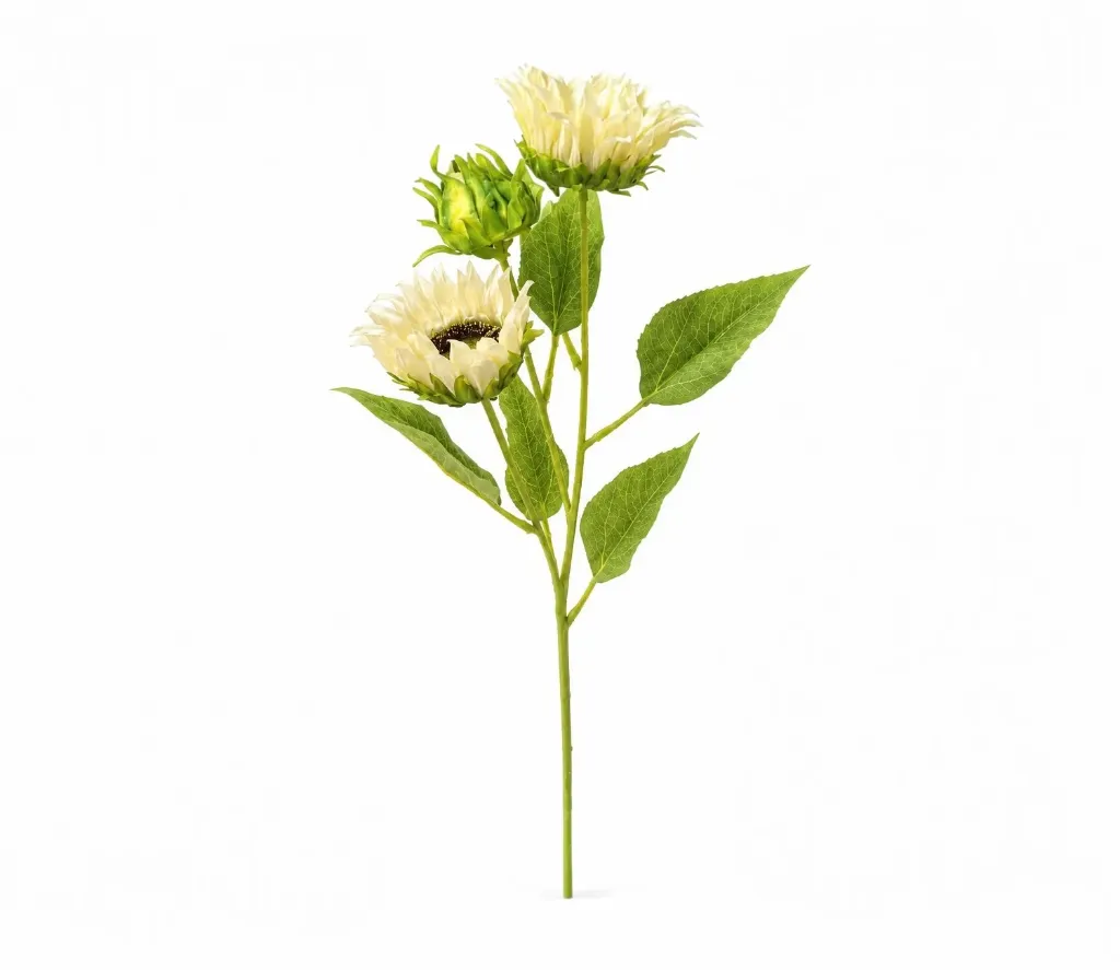 Three-Headed Sunflower