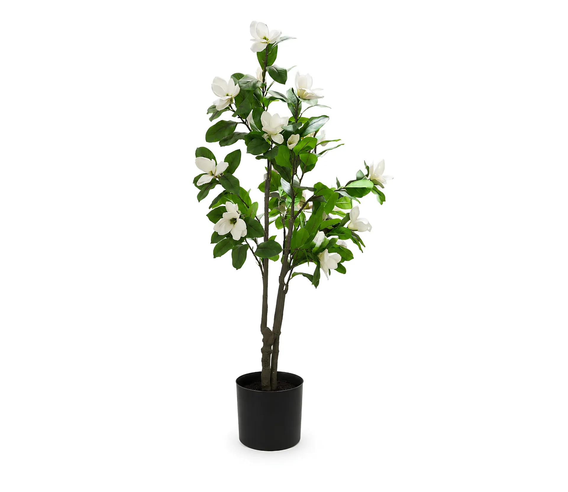 [39-10 180cm شجر الماغنوليا]  شجر الماغنوليا مع ورق (180 CM)