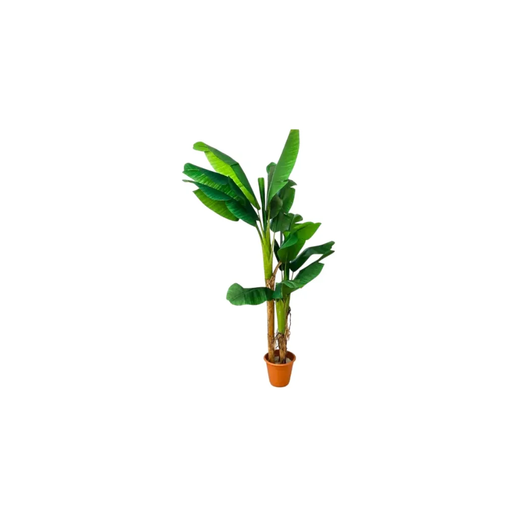 [22141 شجرة موز 3 جذور] شجر موز (170 CM)