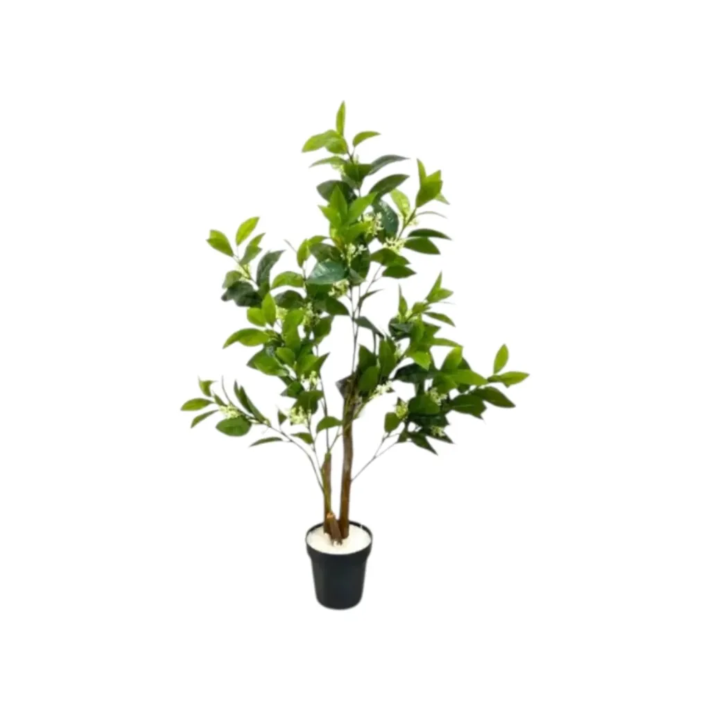 [B15_31 ليمون ابيض عرق خشب] شجرة ليمون صغير   (White)