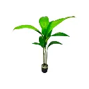  شجرة لسان عصفور ناعم 
