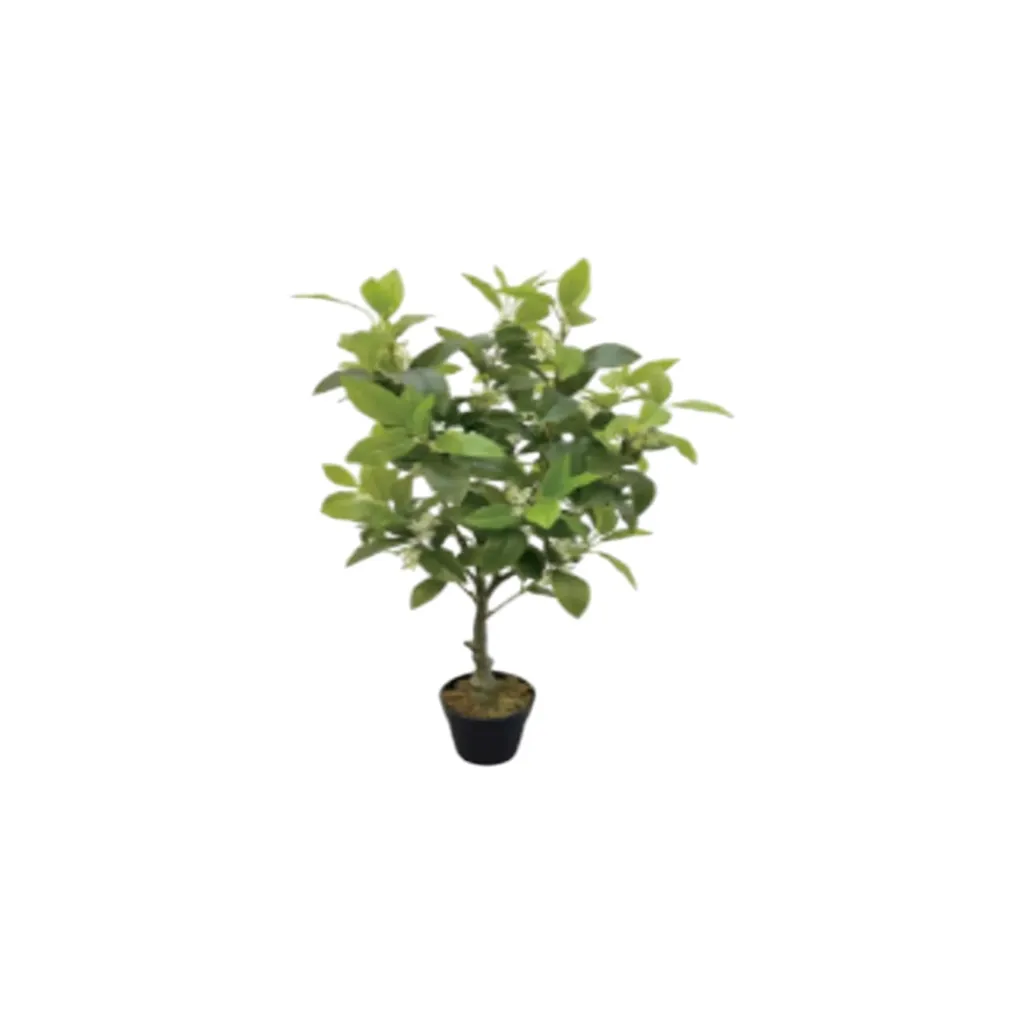 Small Lemon Tree