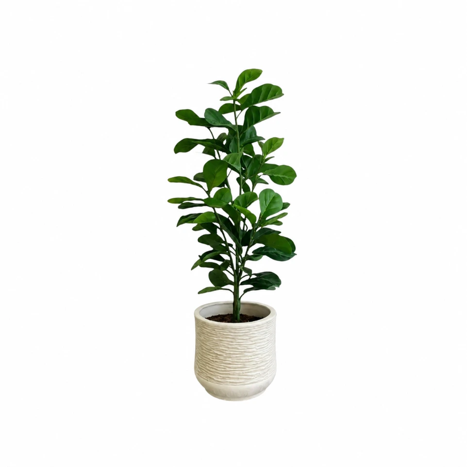 Fig Tree