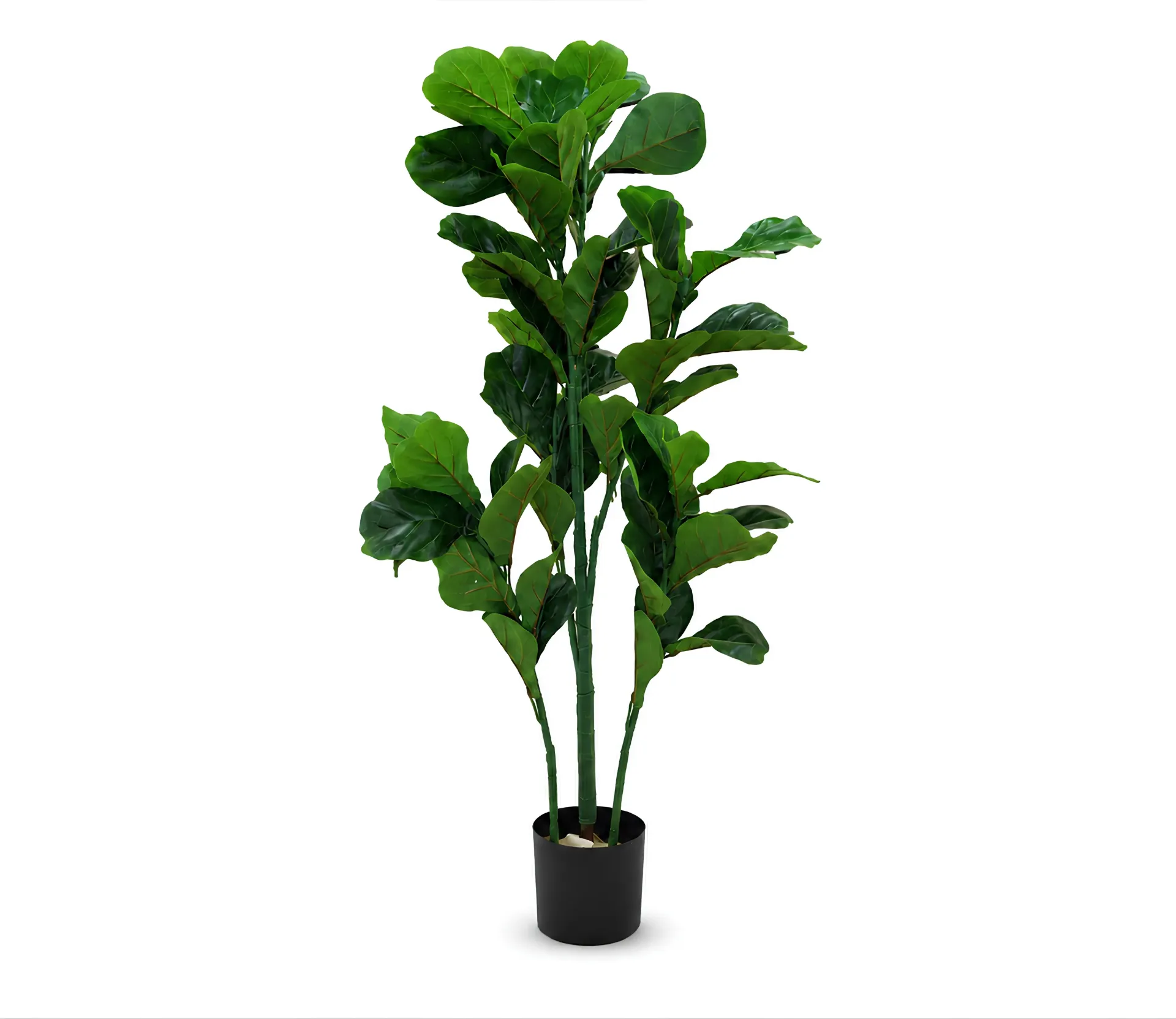 [JWT2755 شجرة تين كبير] Fig Tree (Large)