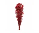 ورد جيبسوفيلا مجفف 