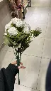 ورد قرنفل كبير
