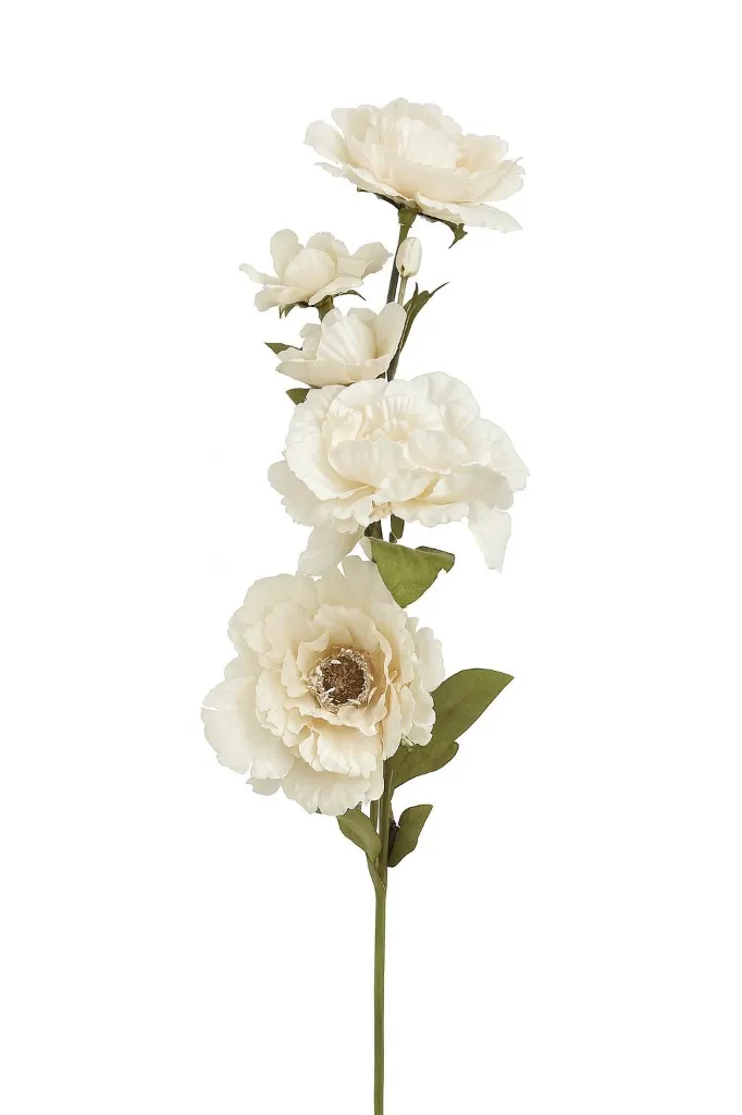 [عرق الفوانيا لون ابيض CH] عرق الفوانيا  (White)