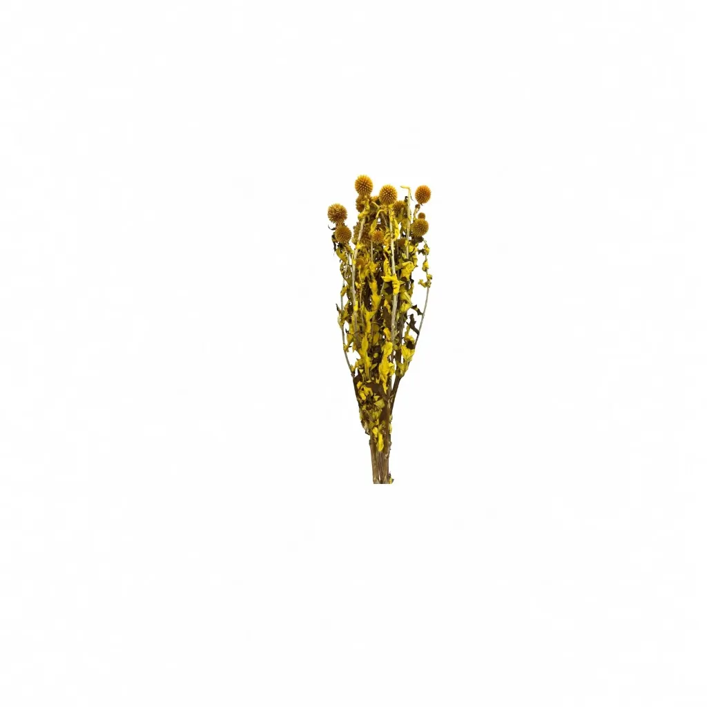 [CH مجفف اشينبوس شوكي صغير لون اصفر] مجفف اشينبوس شوكي صغير  (Yellow)