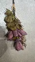 عرق ورد بروتيا 